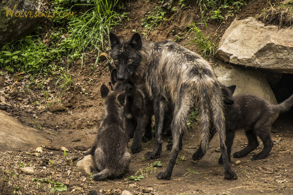 Black Wolf mother woth her pups
