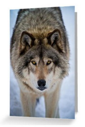 Wolf Greeting Card from Wolvesonly Red Bubble